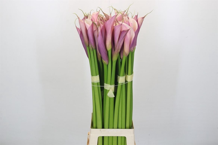 <h4>Zantedeschia Eydolls Purple Pink</h4>