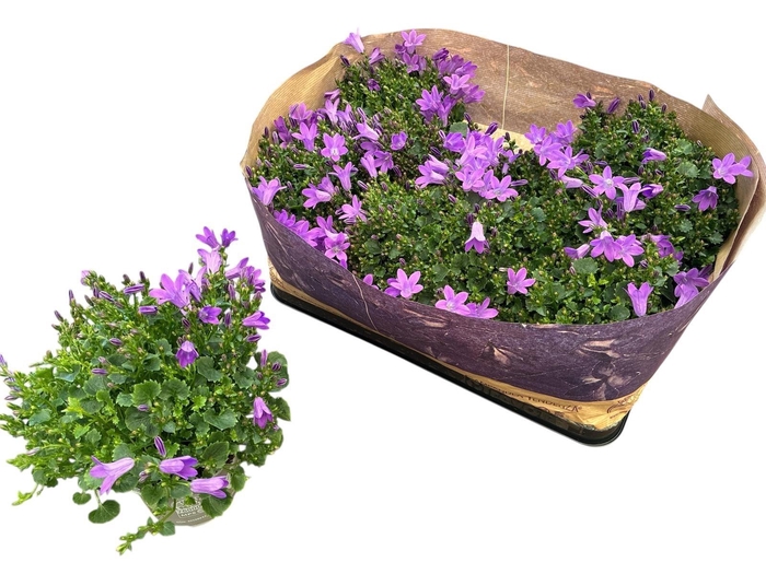 <h4>CAMP POR BLUEONE</h4>