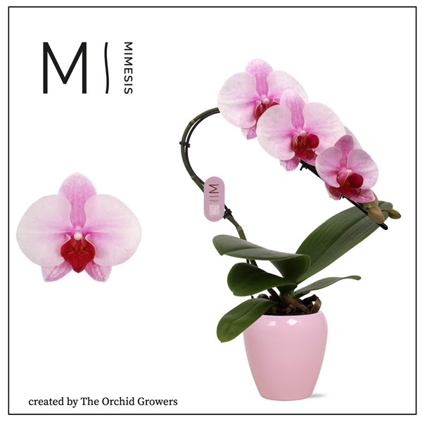 <h4>Mimesis Phal. Swan Blush - 1 spike 7cm in Martine Lilac Ceramic</h4>