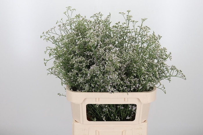 <h4>Lim Casp White Neto</h4>