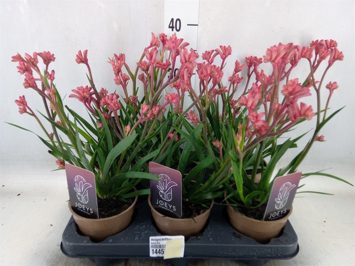 <h4>Anigozanthos   ...</h4>