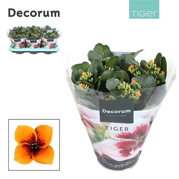 Kalanchoe Decorum Tiger - Orange Single