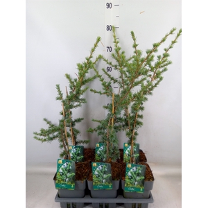 Cedrus libani 'Glauca'