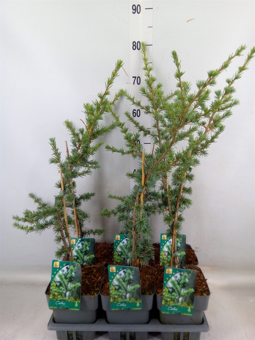 <h4>Cedrus libani 'Glauca'</h4>
