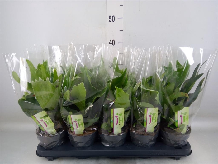 <h4>Platycerium bifurc.</h4>