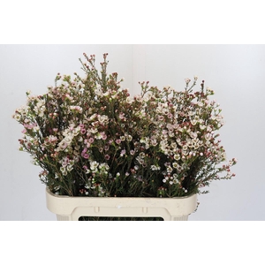 Chamelaucium uncinatum 'Ziv'