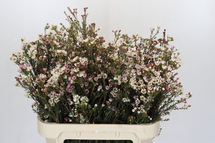 <h4>Chamelaucium uncinatum 'Ziv'</h4>