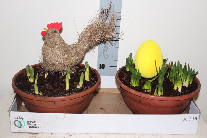 <h4>ARR BOL KNOLGEWAS</h4>