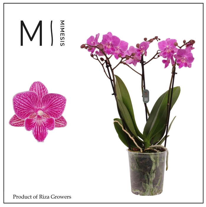 <h4>Phalaenopsis Cassion 3 spike – 12cm | Mimesis</h4>
