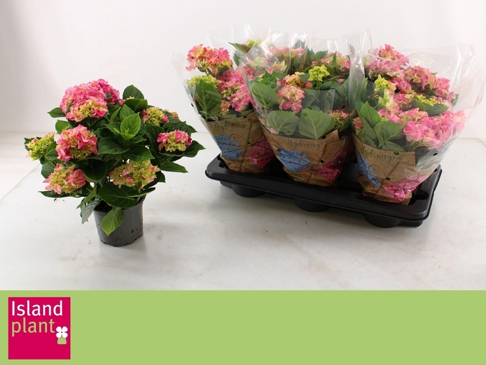 arr8 Hydr M Early Rosa