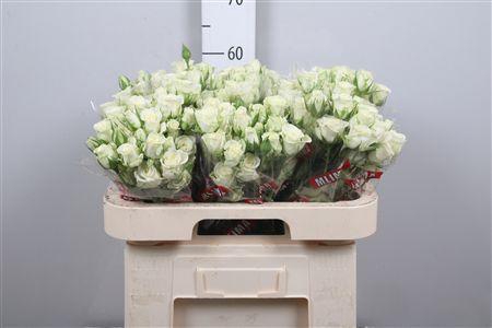 <h4>R Tr Snowflake X5</h4>