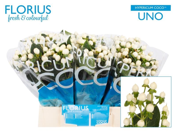 <h4>Hyp Coco Uno Florius</h4>