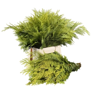 KERSTGROEN OV BS