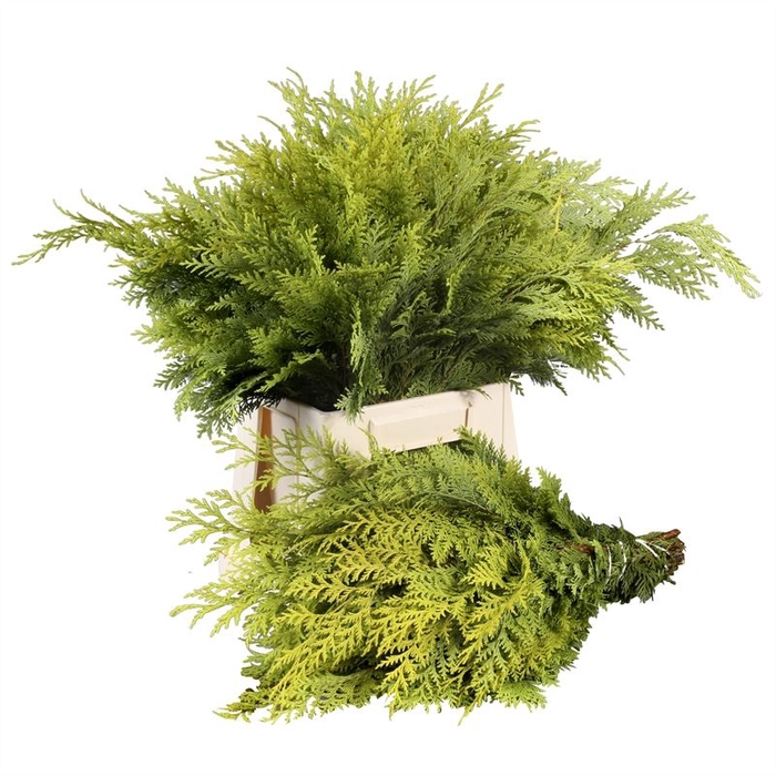 KERSTGROEN OV BS