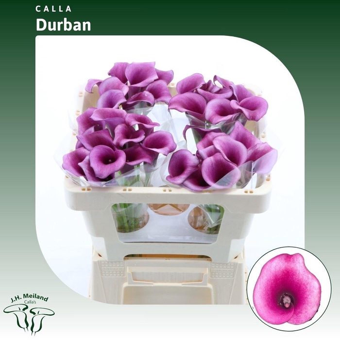 <h4>Calla Durban</h4>