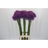Allium Gladiator