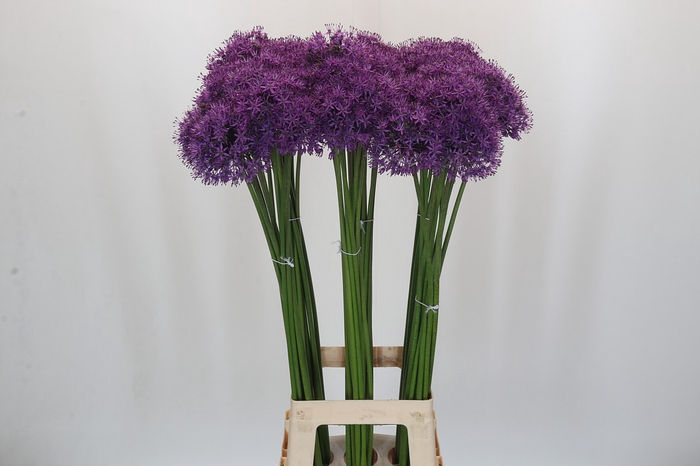 Allium Gladiator