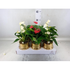 Anthurium andr.   ...mix  3