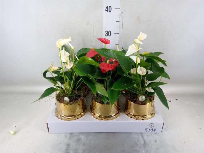 <h4>Anthurium andr.   ...mix  3</h4>