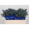 Eryngium Blue Dynamite