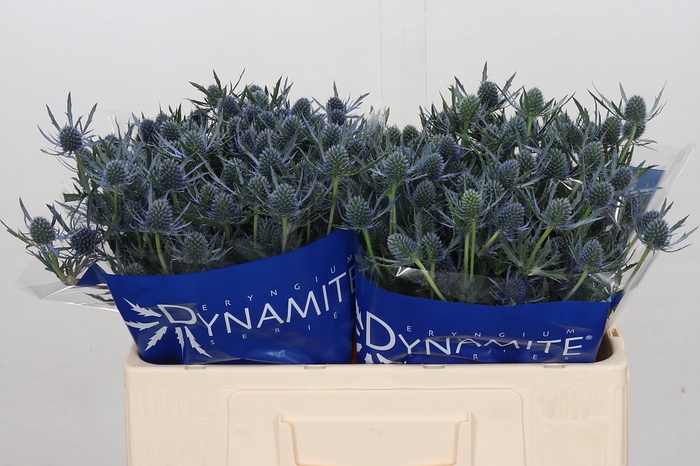 Eryngium Blue Dynamite