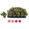 Kalanchoe Rosalina Mix