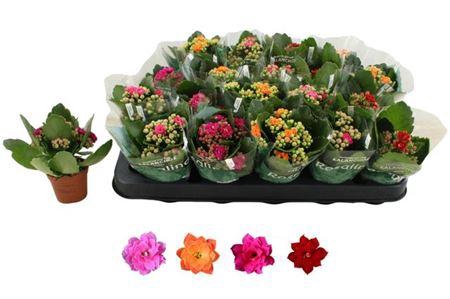 Kalanchoe Rosalina Mix