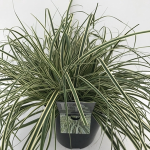 Carex 'Evercream'