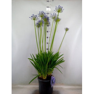 Agapanthus afric.
