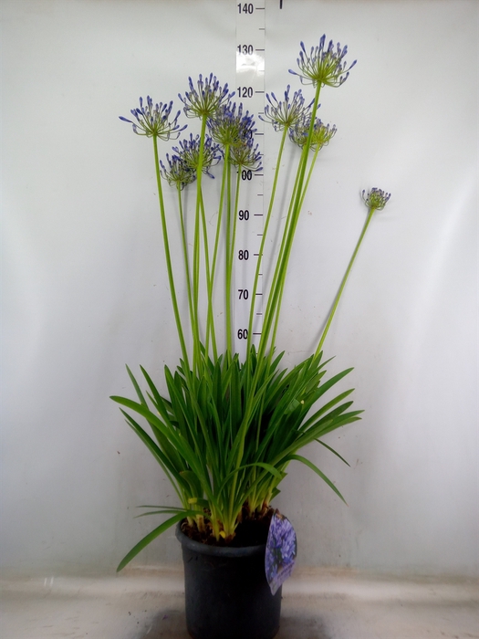 <h4>Agapanthus afric.</h4>
