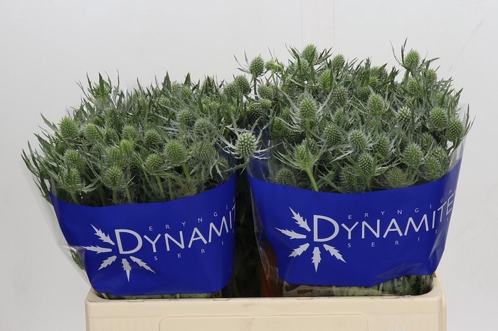<h4>Eryngium Silver Dynamite</h4>