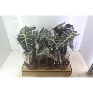 ALOCASIA POLLY P17