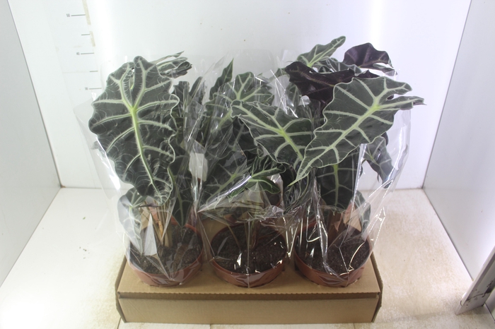 <h4>ALOCASIA POLLY P17</h4>