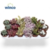 Sierra's® - Barcelona Succulent Mix (Collection)