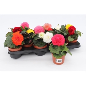 Begonia Tuberosa Mix