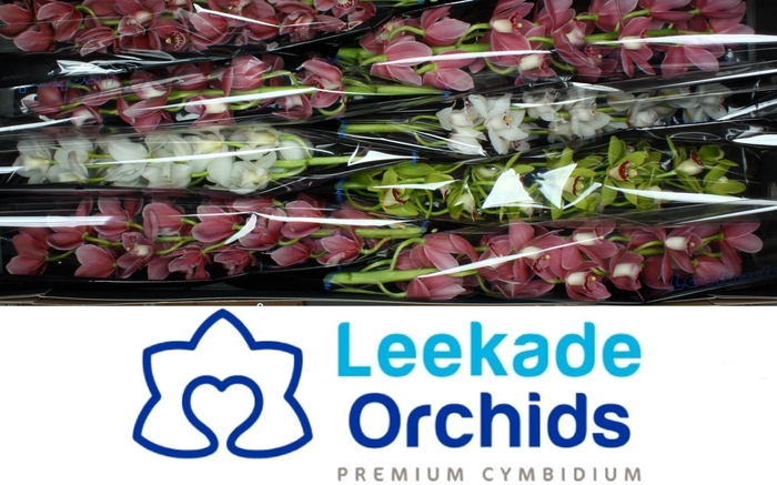 <h4>CYMB MI GEM</h4>