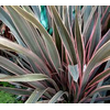 Phormium tenax