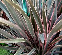 Phormium tenax