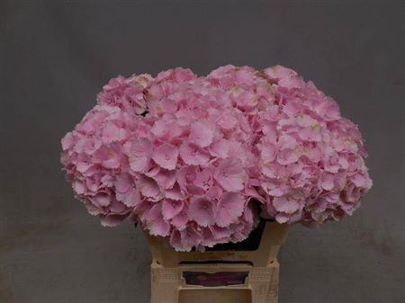 <h4>Hydr M Lollypop Roze</h4>