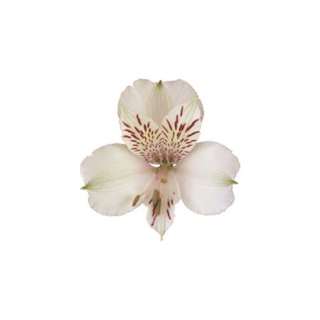 <h4>Alstr Himalaya</h4>