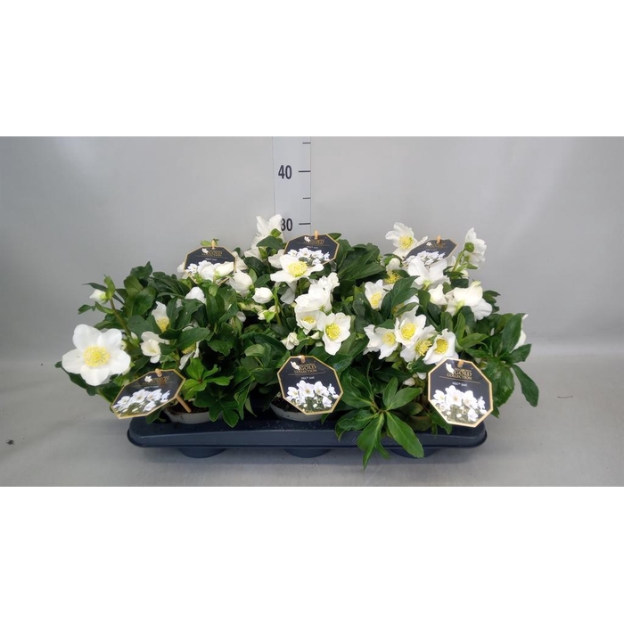 <h4>Helleborus niger 'Joel'</h4>