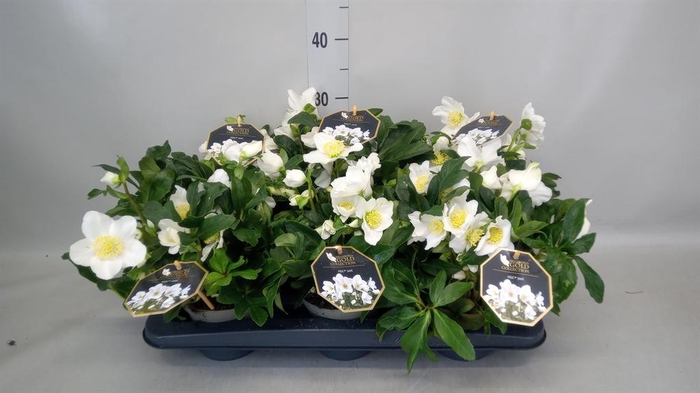 <h4>Helleborus niger 'Joel'</h4>