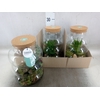 Arr.   Planten H%
