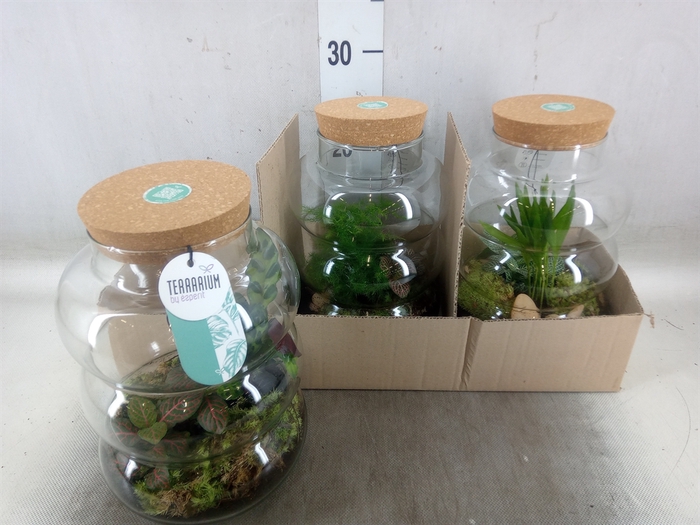 <h4>Arr.   Planten H%</h4>