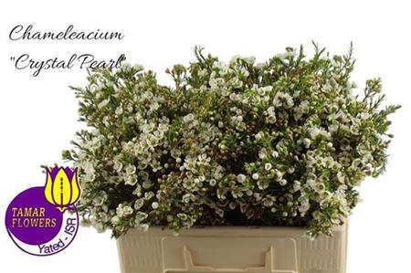 <h4>Chame Crystal Pearl</h4>