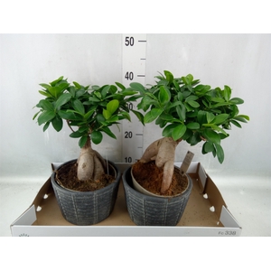 Ficus microcarpa 'Ginseng'