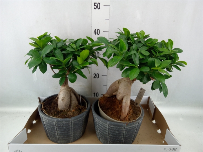 Ficus microcarpa 'Ginseng'