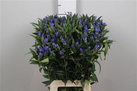 <h4>Genti Kagayaki (x20)</h4>