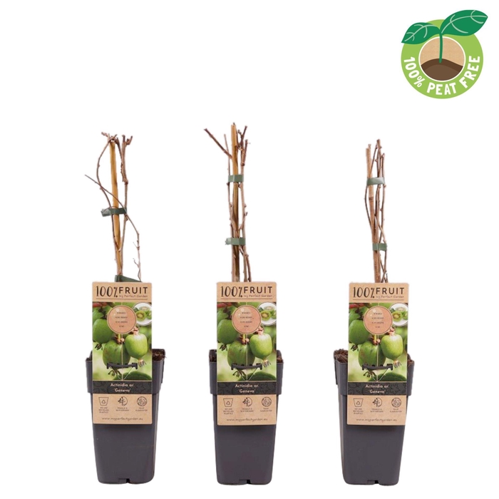 <h4>Actinidia arguta</h4>