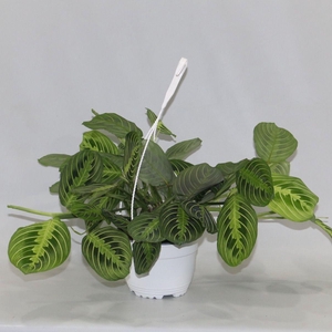 Maranta leuconeura 'Fascinator' Lemon Lime hangpot